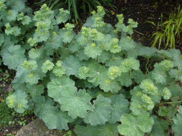 Lady's Mantle - Almost in Bloom