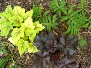 'Electra' and Burgundy Coral Bells